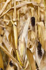 Image showing ripe corn, autumn