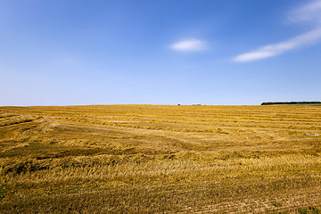 Image showing agriculture cereals. summer