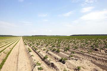 Image showing Potatoes in the field