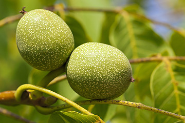 Image showing unripe green walnuts