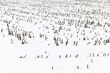 Image showing agriculture field in winter