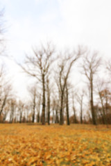 Image showing Autumn Park, overcast