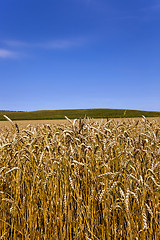 Image showing grow ripe wheat.