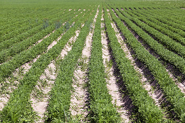 Image showing Field with carrot