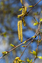 Image showing birch trees in spring