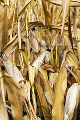 Image showing ripe corn, autumn