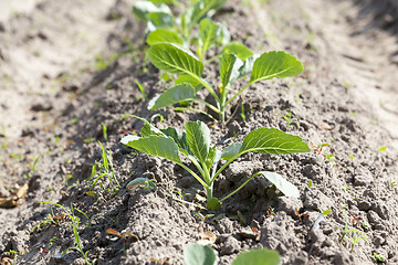 Image showing Field with cabbage