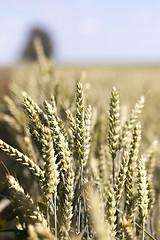 Image showing wheat field, tree