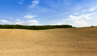 Image showing grow green maize