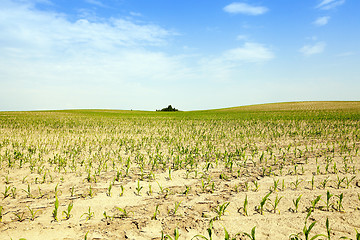 Image showing Corn field, summer