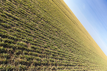 Image showing field with young wheat