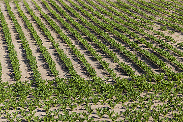 Image showing field with beetroot