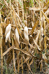 Image showing ripe corn, autumn