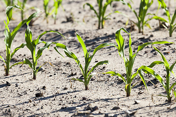 Image showing green corn. Spring