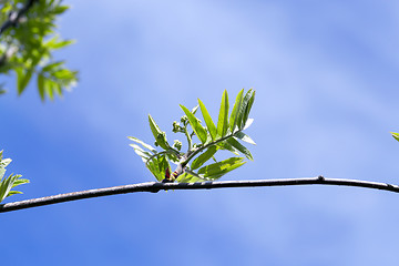 Image showing spring branch of rowan