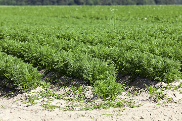 Image showing Field with carrot