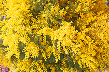 Image showing Mimosa