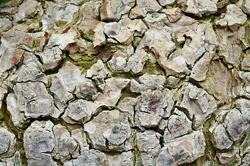 Image showing Tree bark background