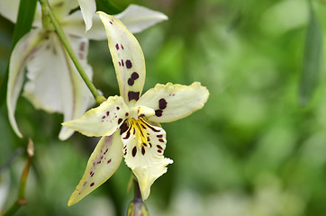 Image showing Blossom vanda orchid