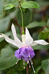 Image showing Purple Ballerina flower