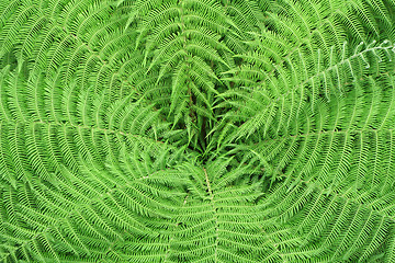 Image showing Pattern of fern leaves 