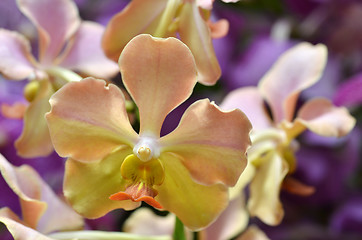 Image showing Beautiful purple orchid, phalaenopsis.