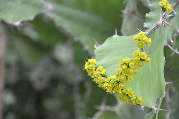 Image showing Yellow blossom from cactus  