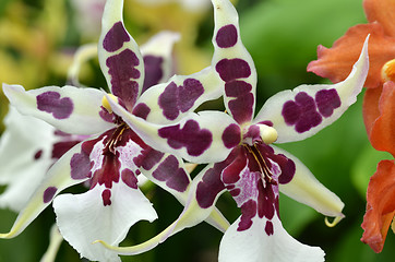 Image showing Beautiful purple orchid, phalaenopsis.