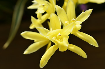 Image showing Blossom vanda orchid