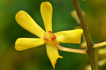 Image showing Blossom vanda orchid 