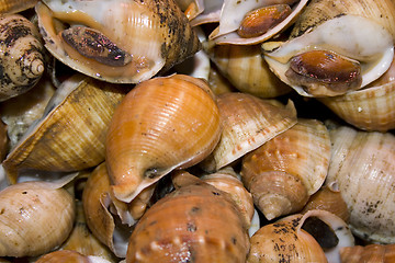 Image showing Shellfish snails