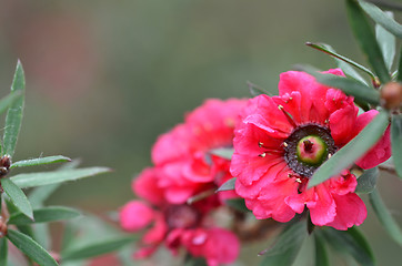 Image showing Manuka myrtle white-pink flower blooming