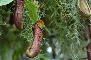 Image showing Nepenthes villosa, monkey pitcher plant