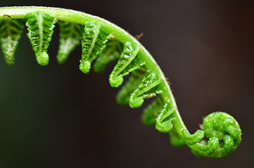 Image showing Fern leaf in forest