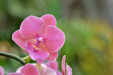 Image showing Beautiful purple orchid, phalaenopsis.