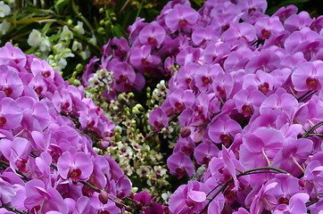 Image showing Beautiful purple orchid, phalaenopsis.