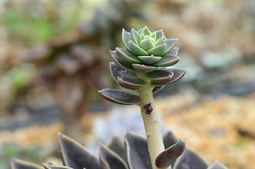 Image showing Succulent plant in Gardens by the Bay