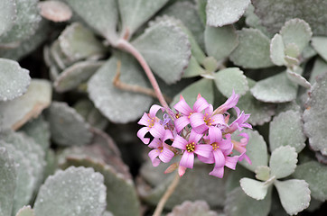 Image showing Pink flower in the silver bushes