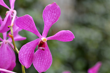 Image showing Beautiful purple orchid, phalaenopsis.