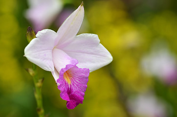 Image showing Beautiful purple orchid, phalaenopsis.