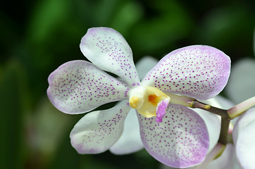 Image showing Blossom vanda orchid