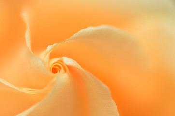 Image showing Close up of orange rose