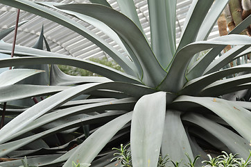 Image showing Huge agave plants in Flower Dome at Gardens by the Bay, Singapor