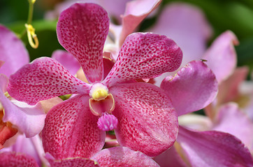 Image showing Beautiful purple orchid, phalaenopsis.