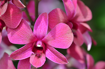 Image showing Beautiful purple orchid, phalaenopsis.