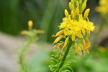 Image showing South African plant Bulbine natalensis 