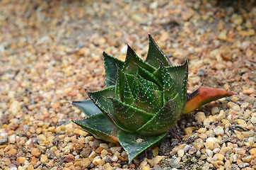 Image showing Succulent plant in Garden by the Bay