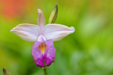 Image showing Beautiful purple orchid, phalaenopsis.