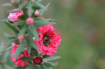 Image showing Manuka myrtle white-pink flower blooming