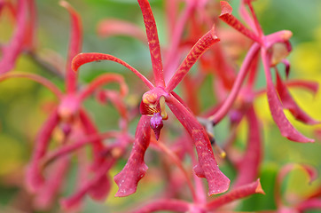 Image showing Blossom vanda orchid